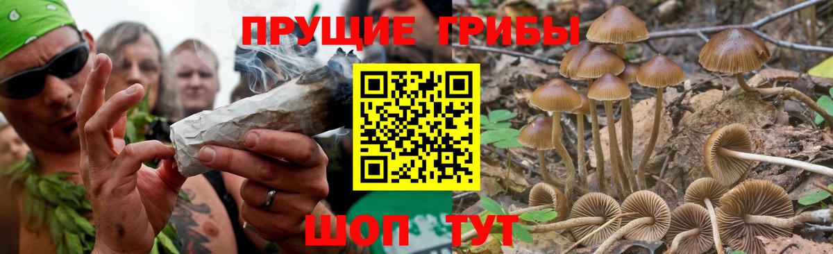 Псилоцибиновые грибы Psilocybe Белебей